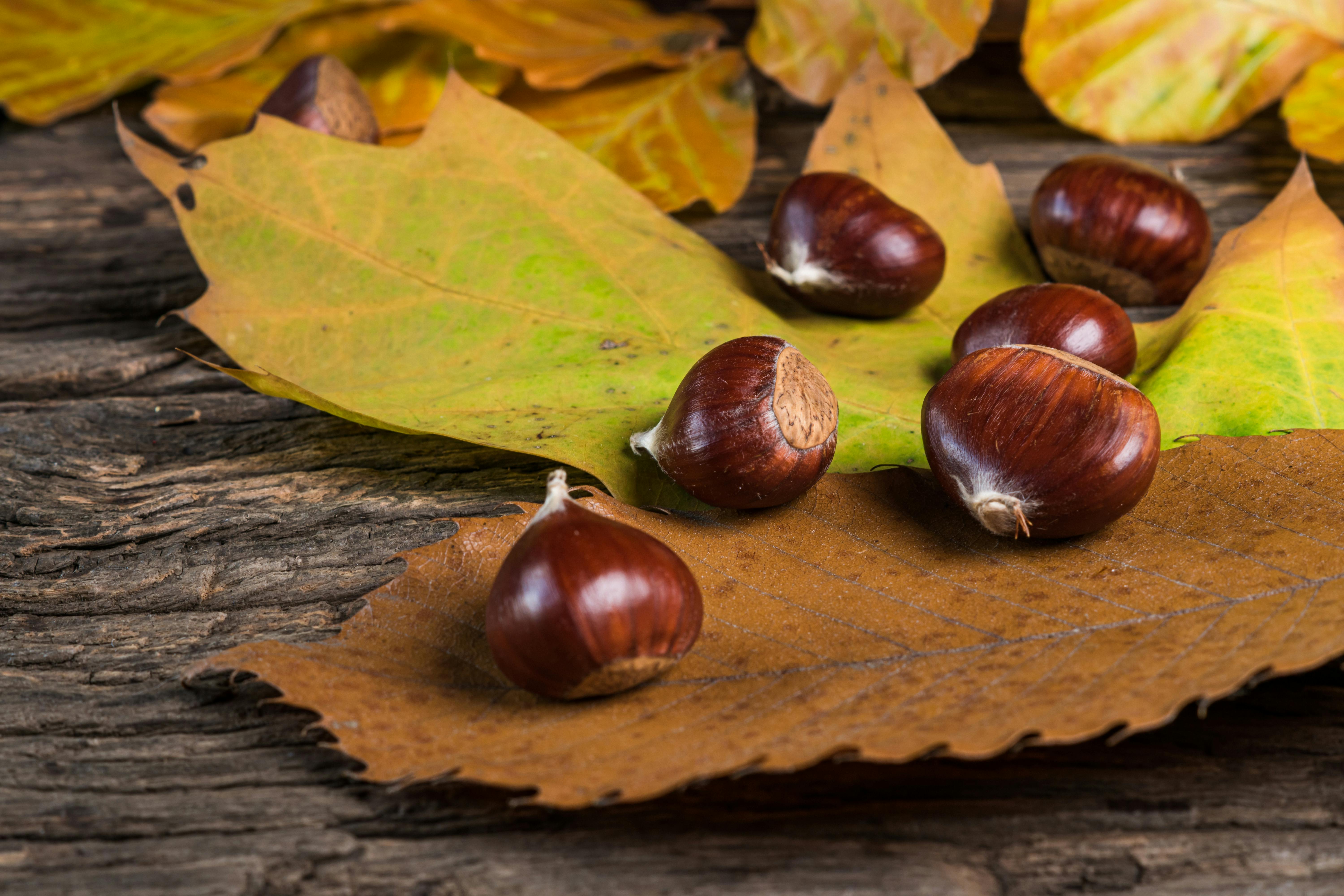 37ª Festa d’Autunno