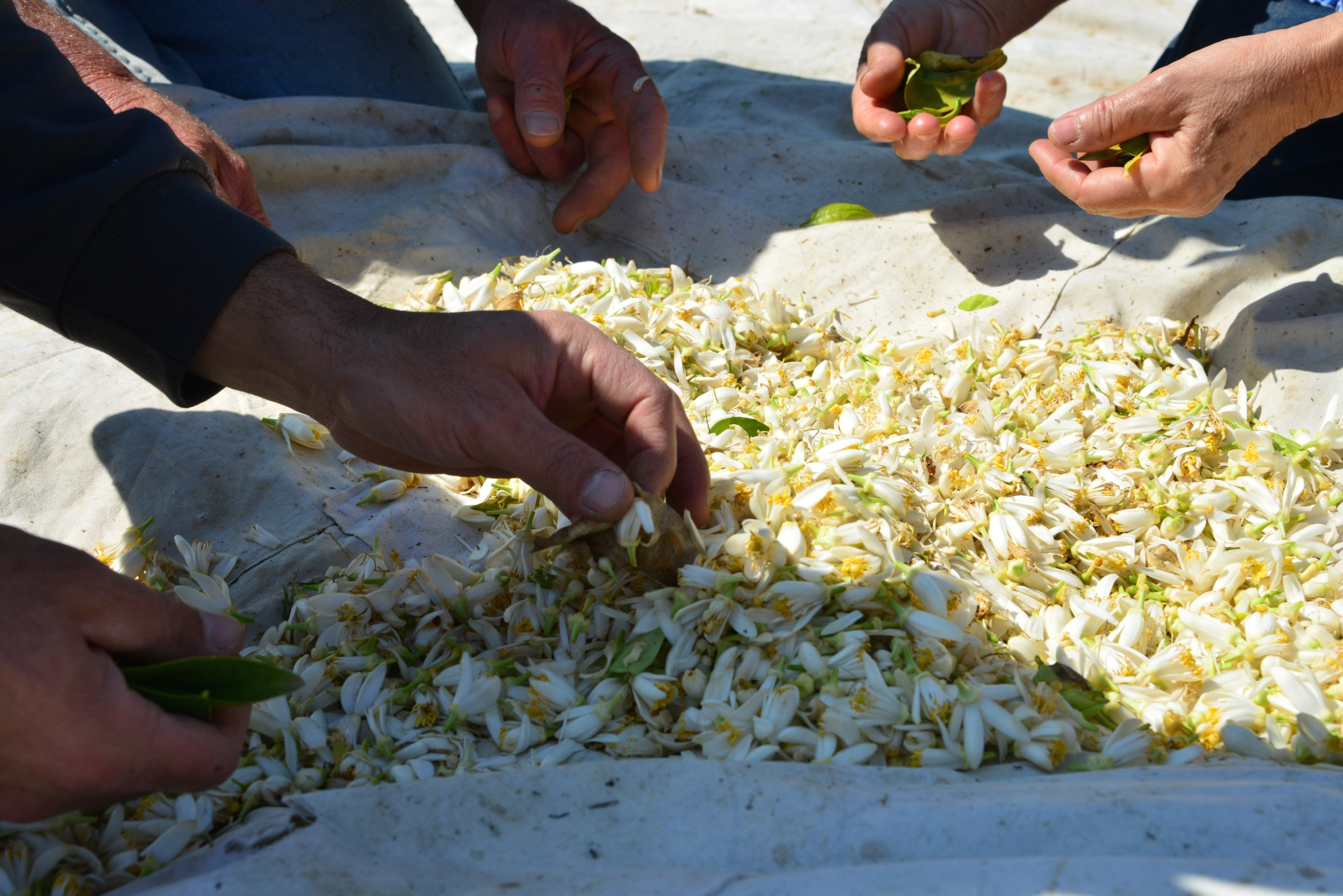 Guided excursion for orange blossom harvesting