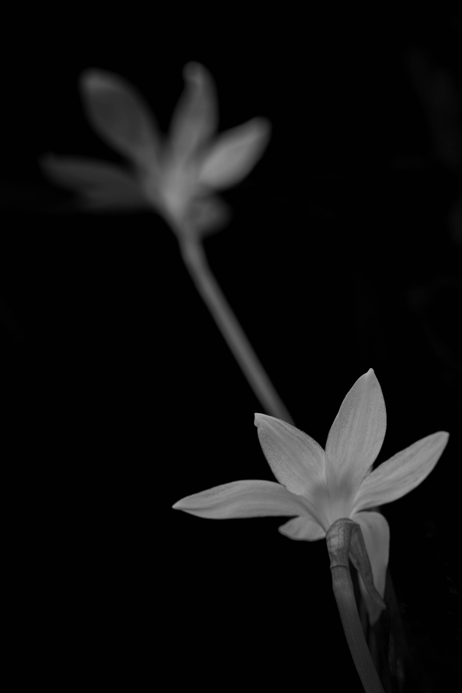 L'anima in fiore