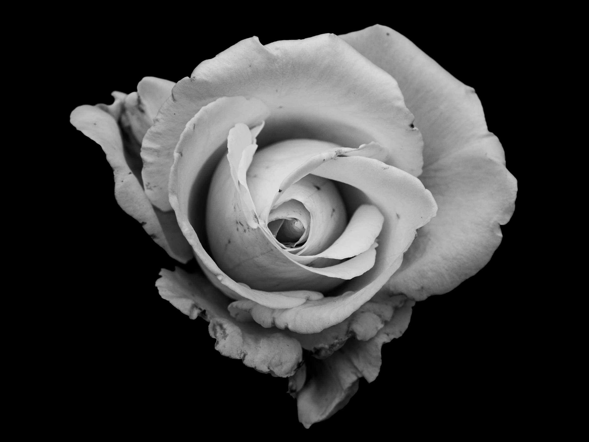 L'anima in fiore